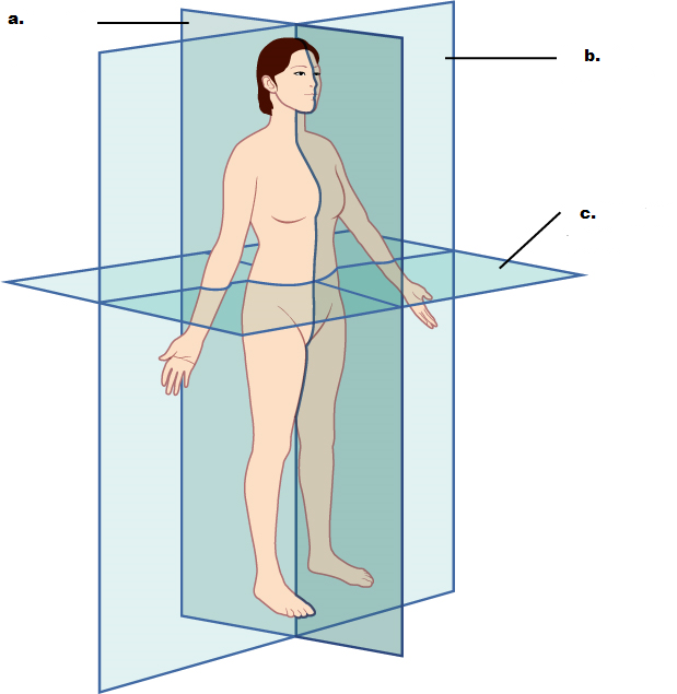 anatomyplanes_blanks | Textbook Equity Open Education