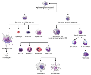 hematopoiesis | Textbook Equity Open Education